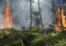 Self-powered alarm fights forest fires, monitors environment