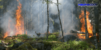 Self-powered alarm fights forest fires, monitors environment