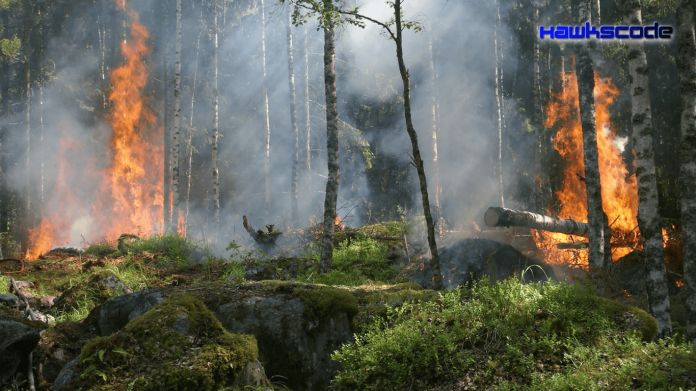 Self-powered alarm fights forest fires, monitors environment